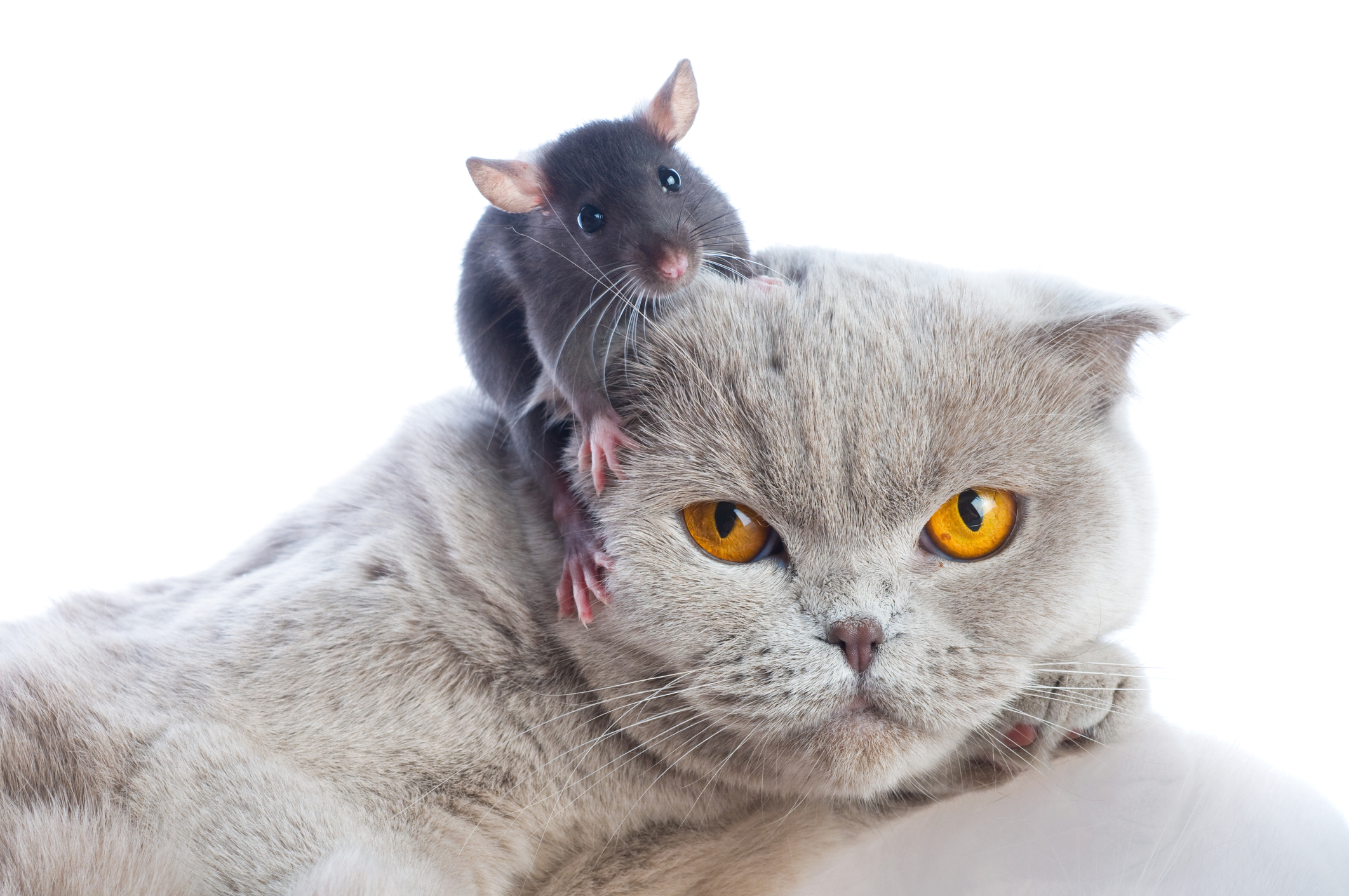 cat and mouse – Q Pest Control